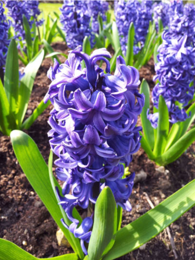 purple hyacinth